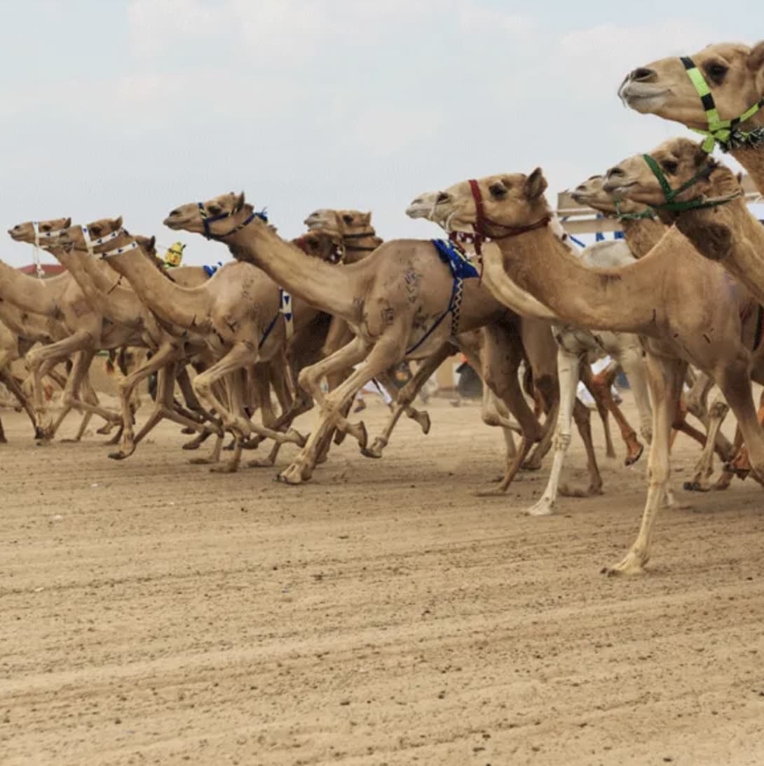 Al Ain Camel Racing Festival makes its debut
