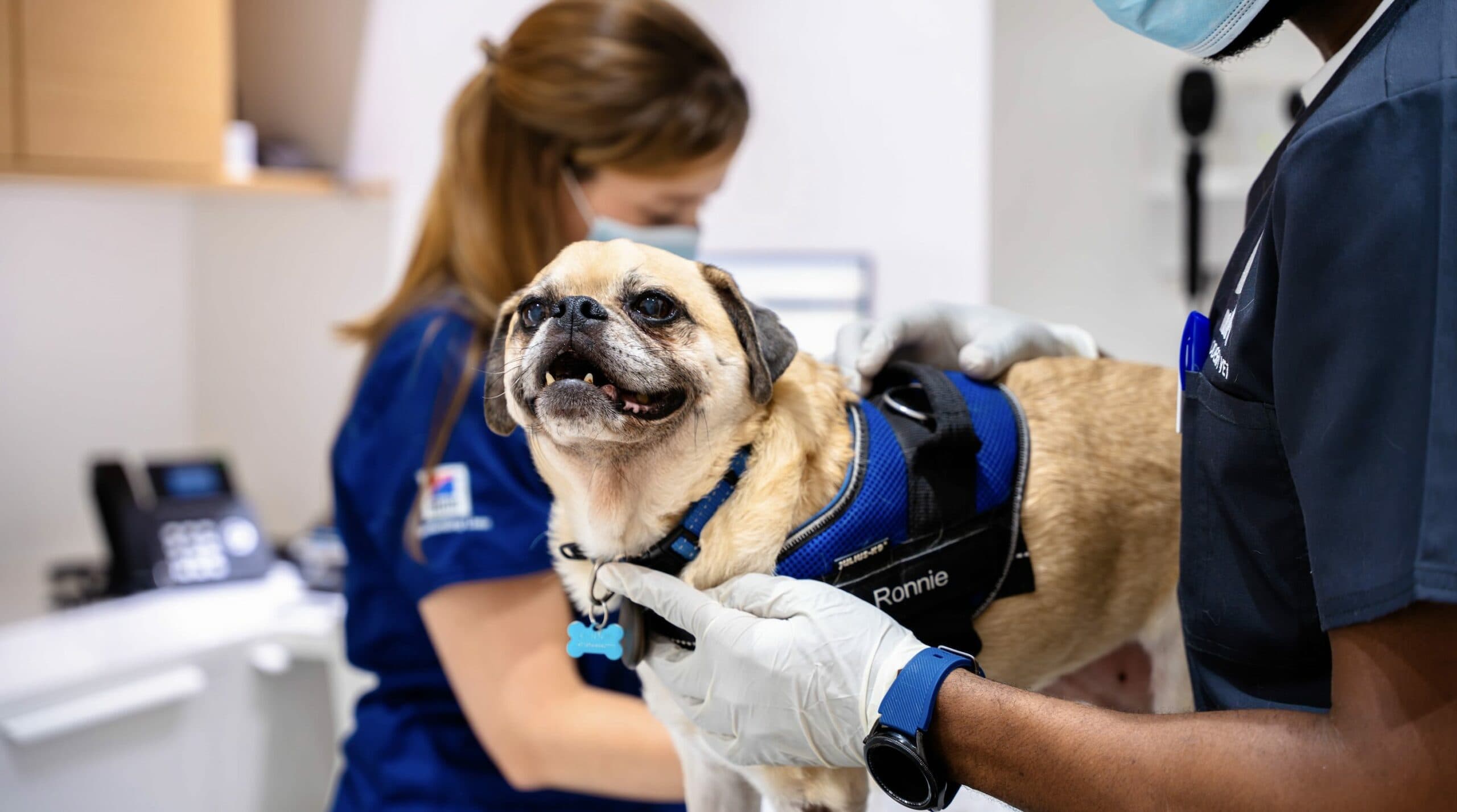 10 reasons why Modern Vet should be your go-to for pet care in Dubai