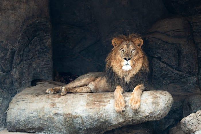 Oman opens sultanate's largest wildlife attraction, Safari World